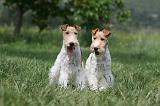 FOX TERRIER 628